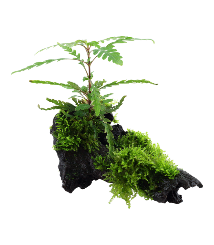 Hygrophila pinnatifida| Vasetto 1•2•Grow! Tropica