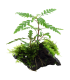 Hygrophila pinnatifida| Vasetto 1•2•Grow! Tropica