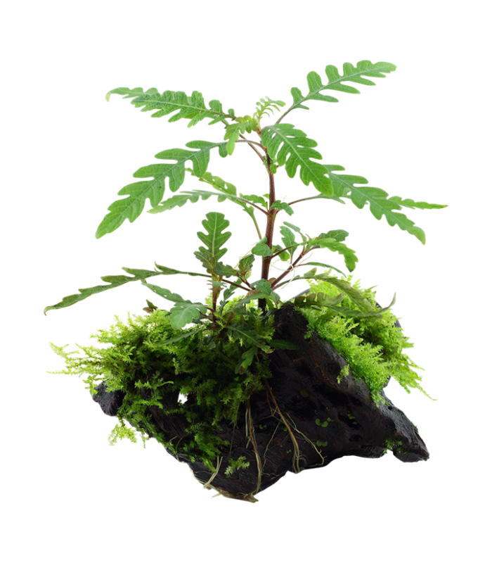 Hygrophila pinnatifida| Vasetto 1•2•Grow! Tropica