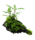 Hygrophila pinnatifida| Vasetto 1•2•Grow! Tropica