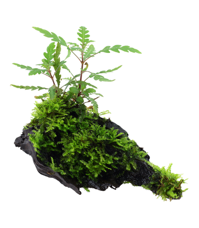 Hygrophila pinnatifida| Vasetto 1•2•Grow! Tropica