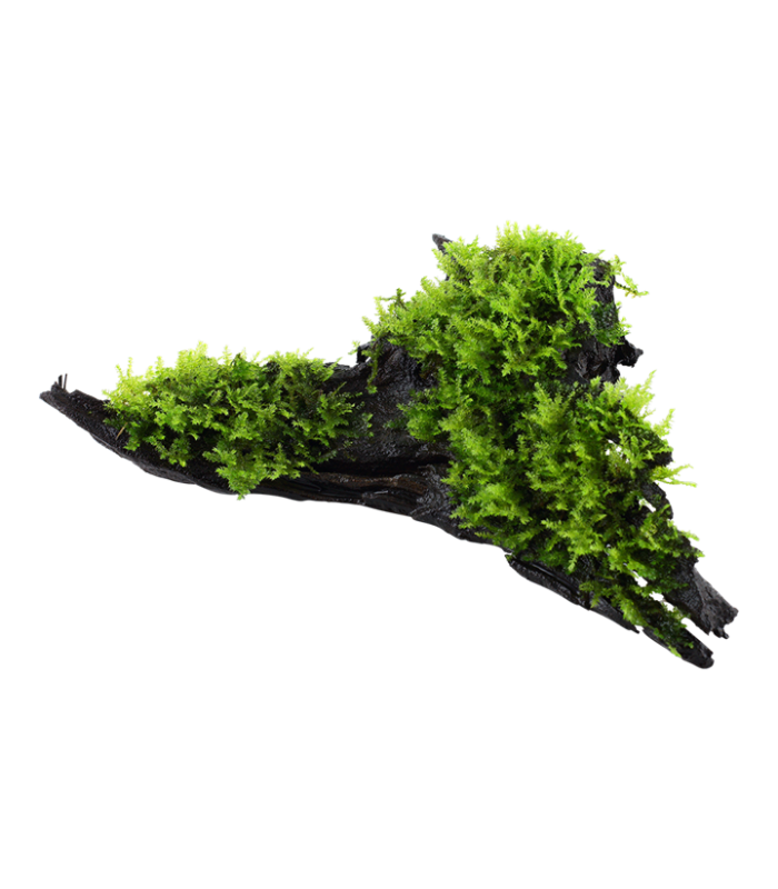 Vesicularia montagnei 'Christmas Moss' terrario