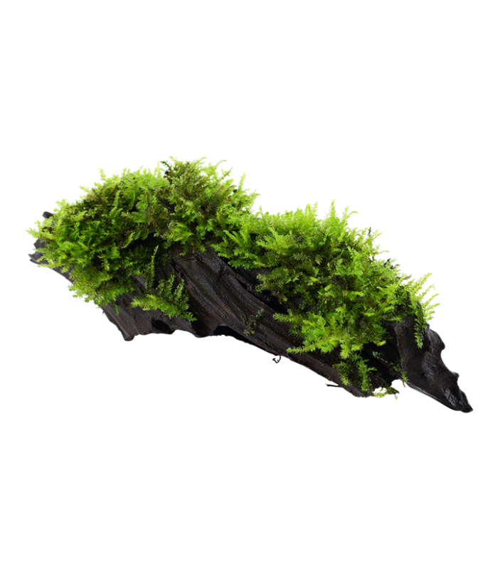 Vesicularia montagnei 'Christmas Moss' acquaterrario