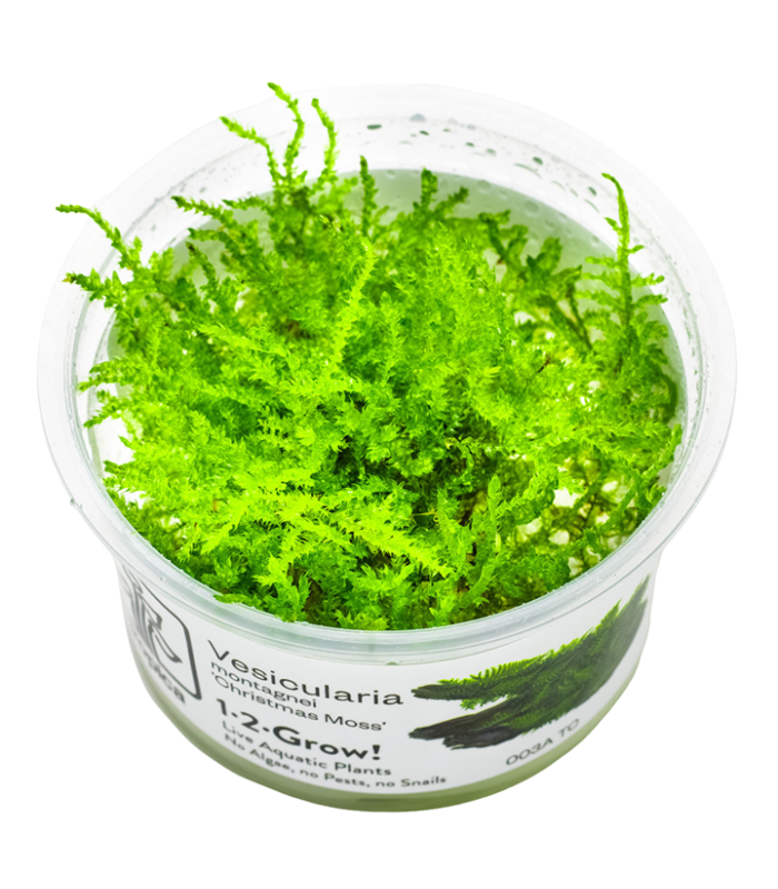 Vesicularia montagnei 'Christmas Moss'