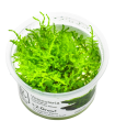 Vesicularia montagnei 'Christmas Moss' (Muschio di Natale) | Vasetto 1•2•Grow! Tropica