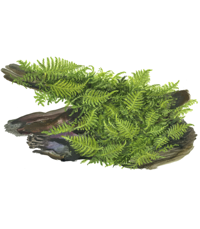 Vesicularia montagnei 'Christmas Moss'