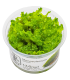 Monosolenium tenerum