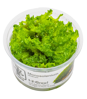 Monosolenium tenerum
