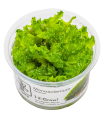 Monosolenium tenerum | Vasetto 1•2•Grow! Tropica