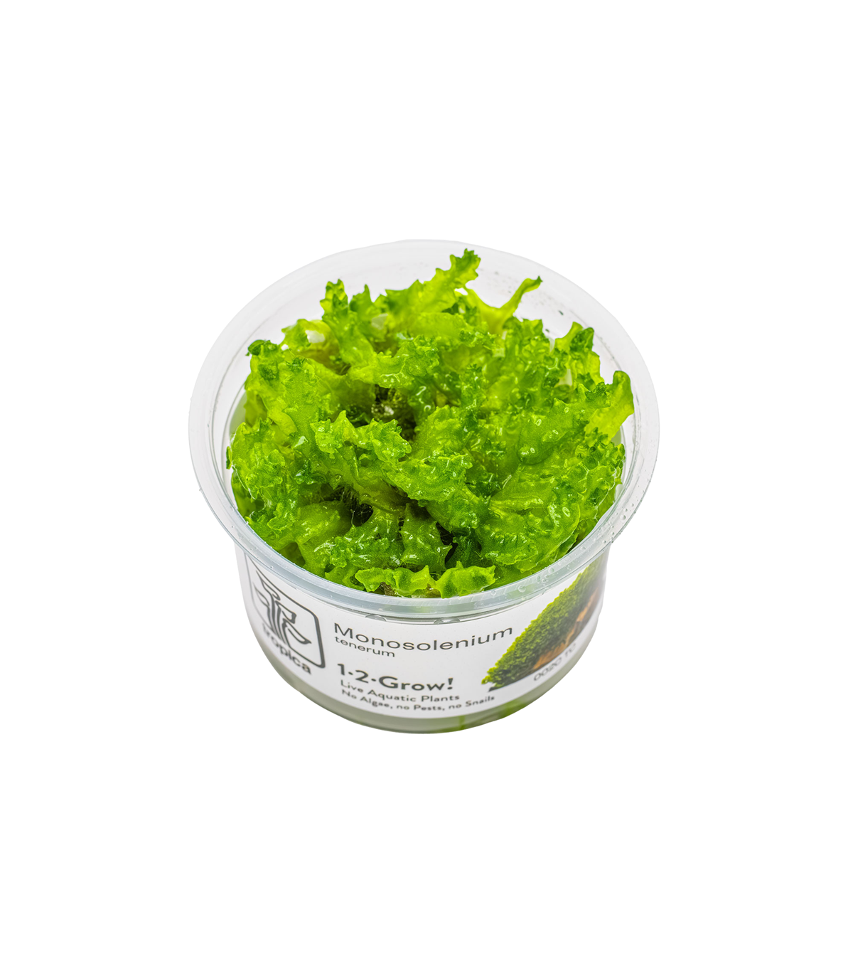 Monosolenium tenerum