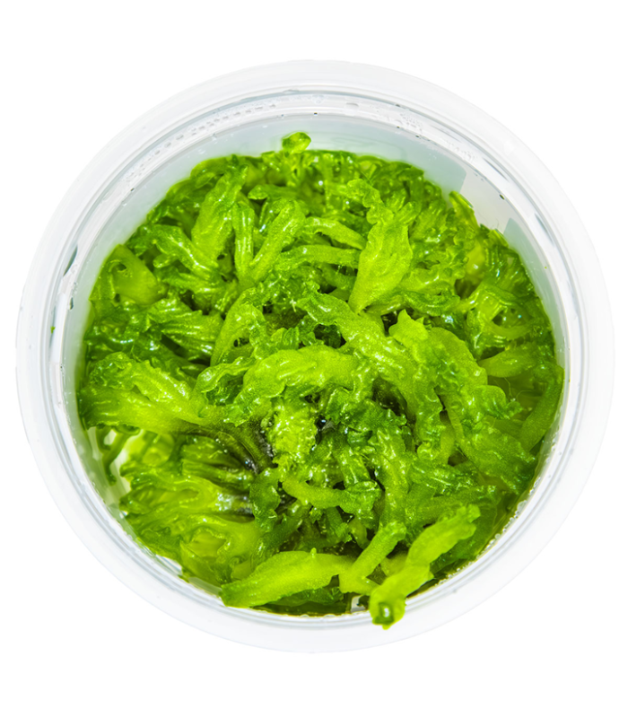 Monosolenium tenerum per terrario