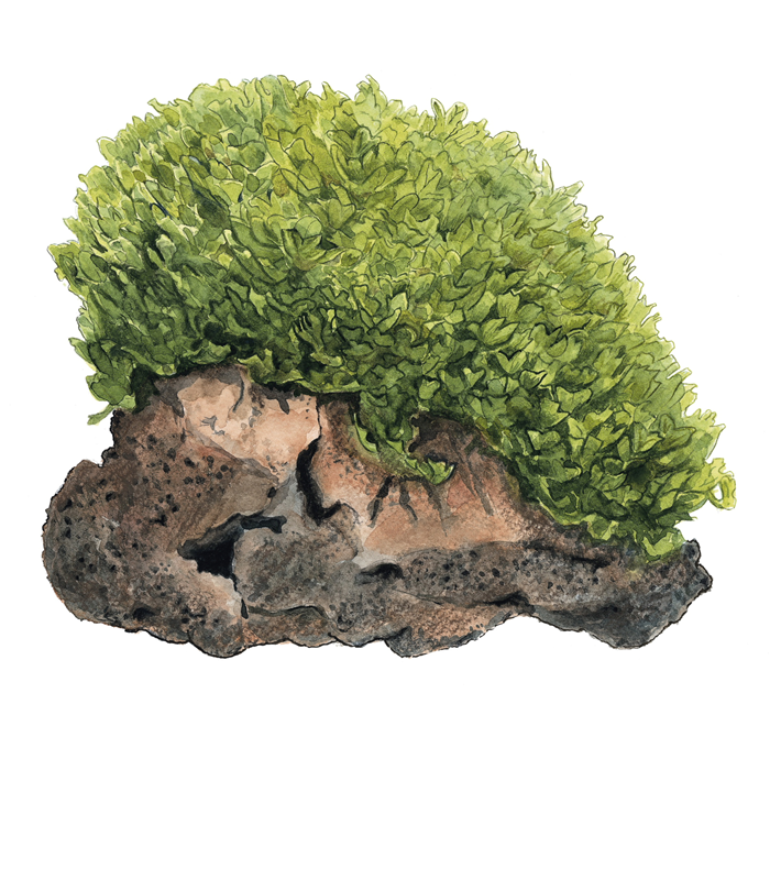 Monosolenium tenerum pianta palustre