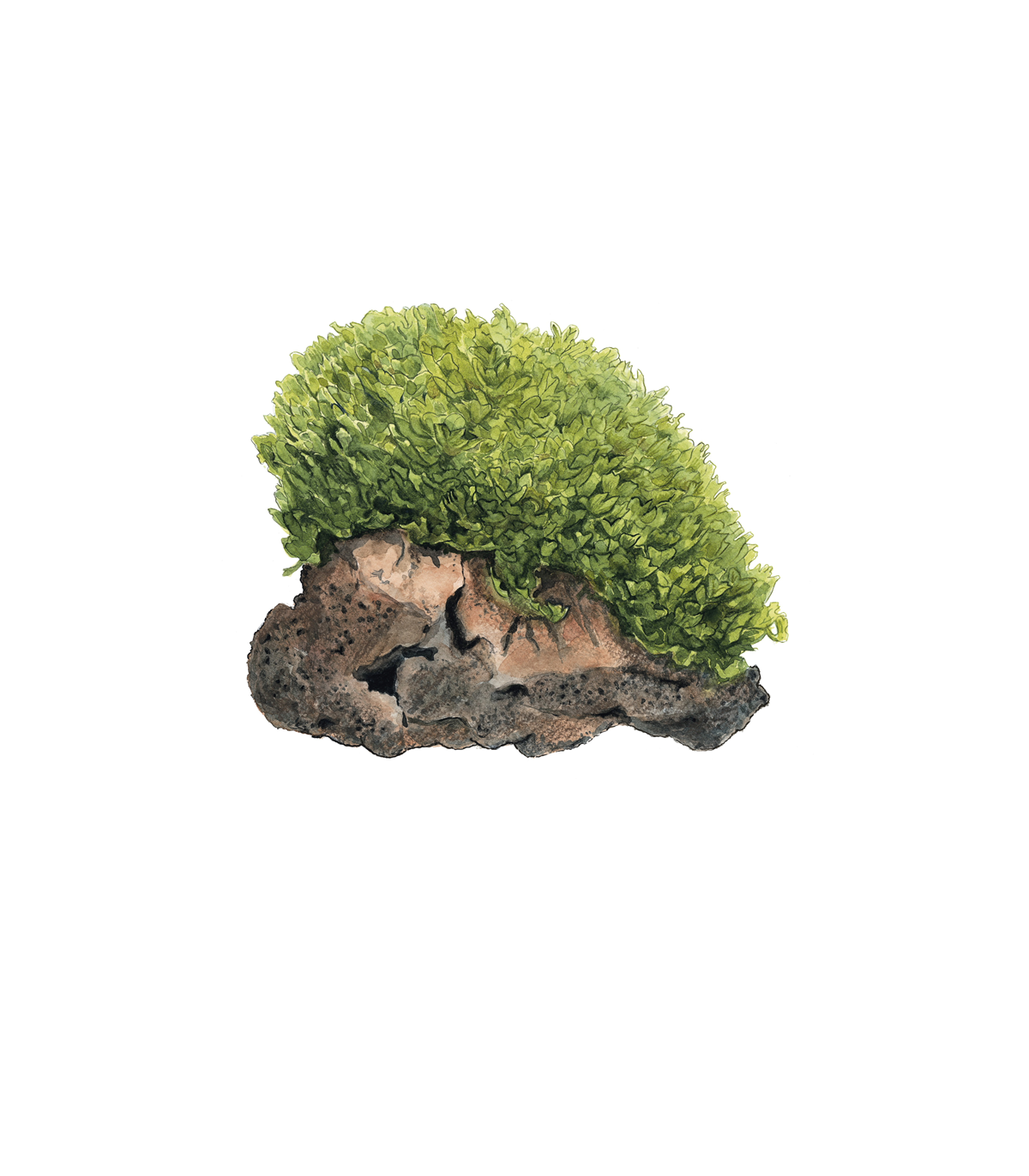 Monosolenium tenerum pianta palustre