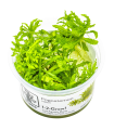 Pogostemon helferi (piccola stella)| Vasetto 1•2•Grow! Tropica