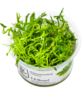 Ranunculus inundatus pianta palustre