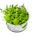 Ranunculus inundatus| Vasetto 1•2•Grow! Tropica