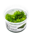 Riccardia chamedryfolia| Vasetto 1•2•Grow! Tropica