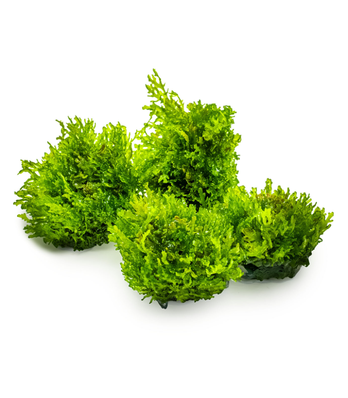 Riccardia chamedryfolia pianta palustre