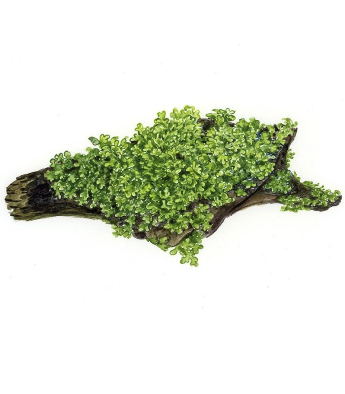 Riccardia chamedryfolia