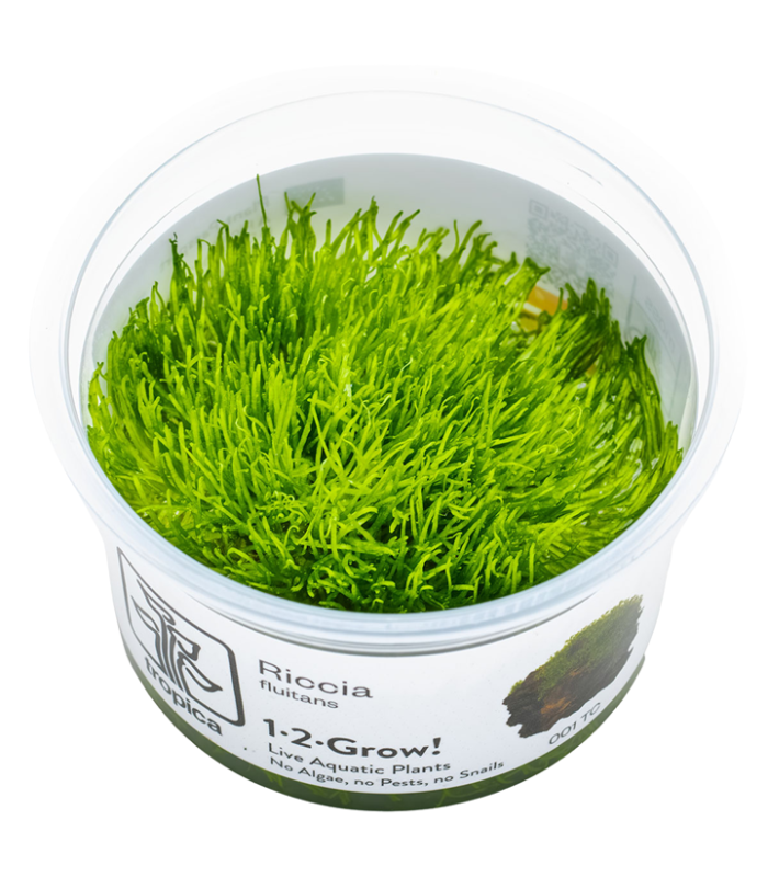 Riccia fluitans muschio palustre