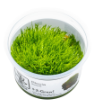 Riccia fluitans| Vasetto 1•2•Grow! Tropica