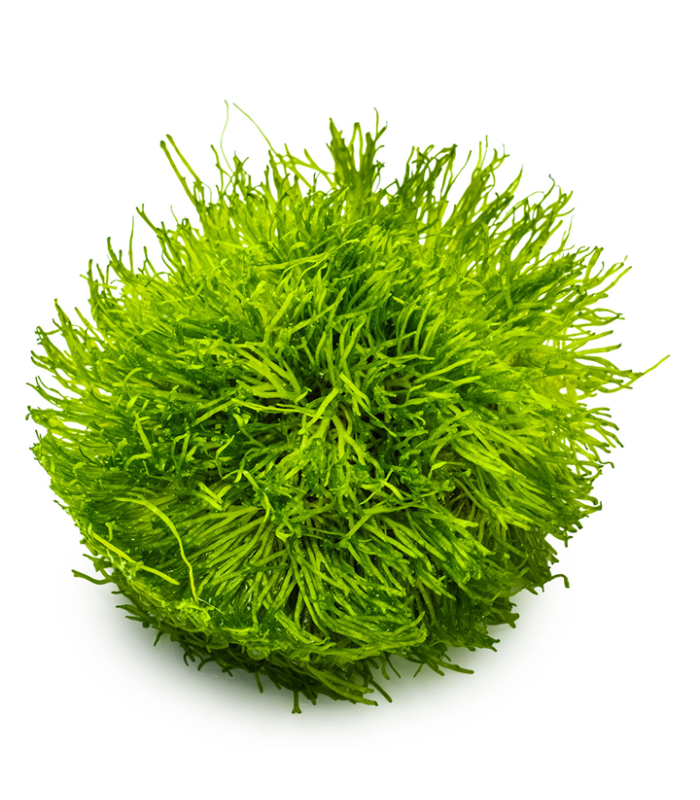 Riccia fluitans muschio