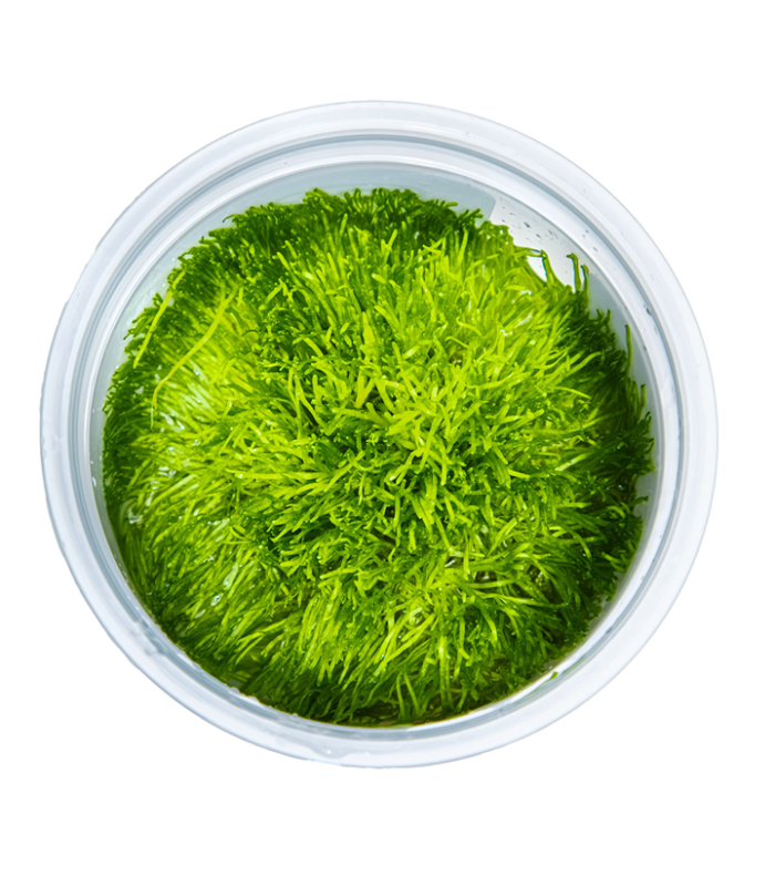 Riccia fluitans pianta per acquario