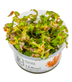 Rotala macrandra| Vasetto 1•2•Grow! Tropica