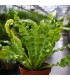 Asplenium crispy wave pianta di felce