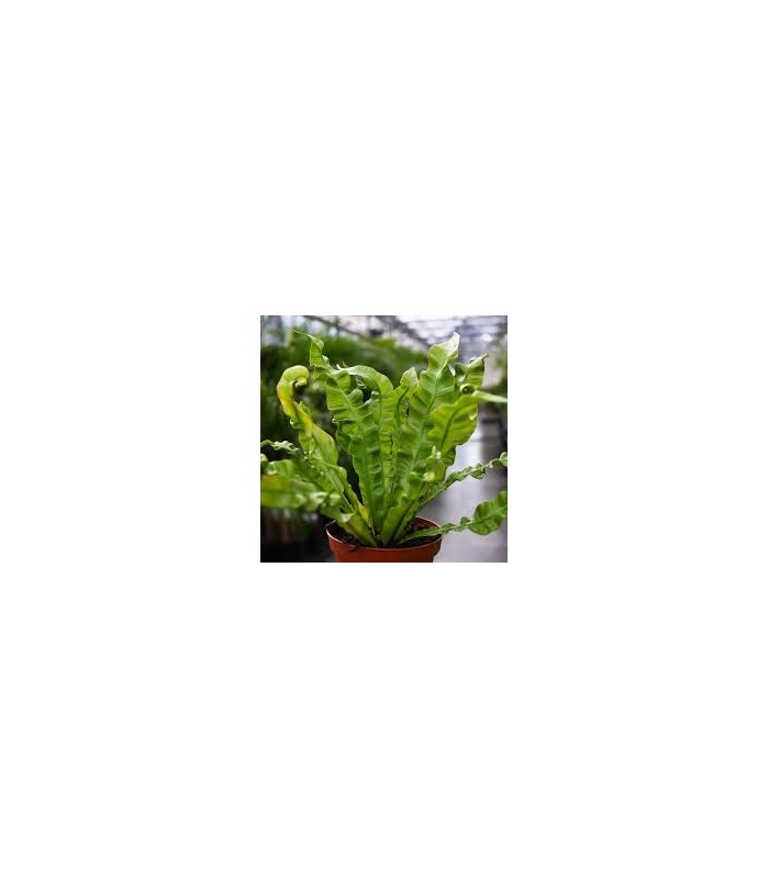 Asplenium crispy wave pianta di felce