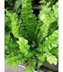 Asplenium crispy wave pianta per terrario