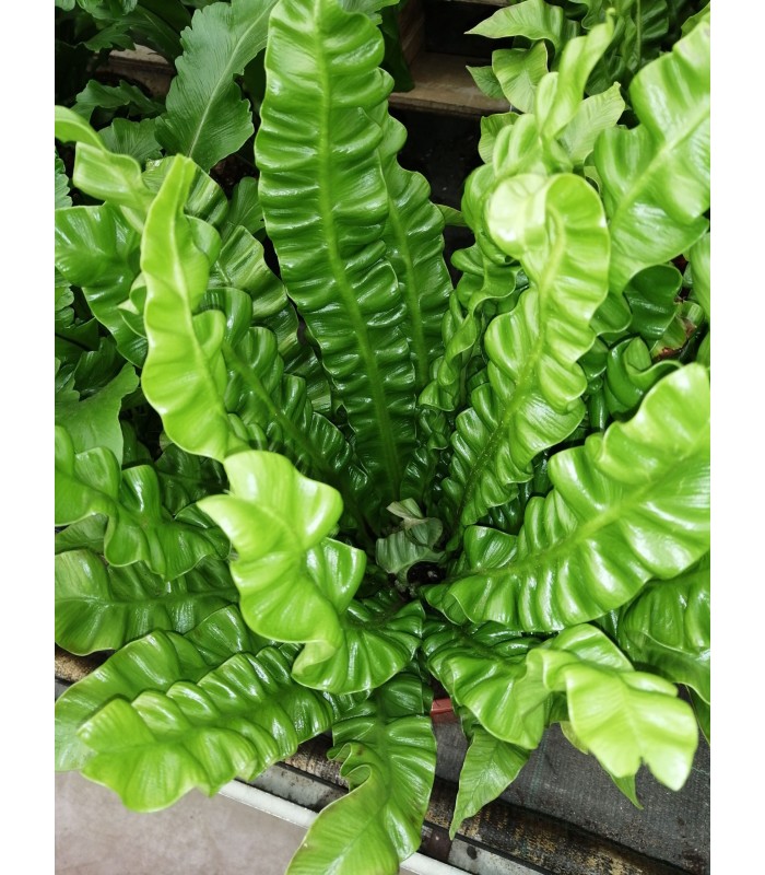 Asplenium crispy wave pianta per terrario