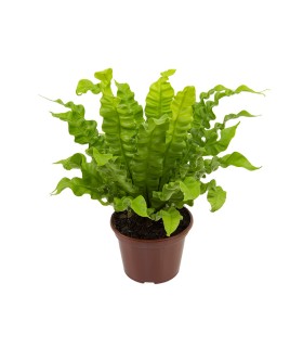 Asplenium crispy wave