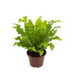 Asplenium Crispy Wave - Felce foglia ondulata -