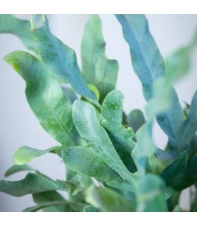 Phelobodium aureum pianta per tarrari