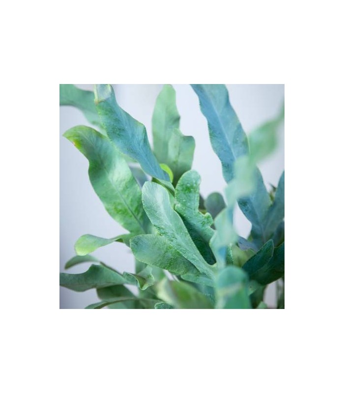 Phelobodium aureum pianta per tarrari