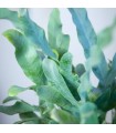 Phelobodium aureum - Felce serpente -