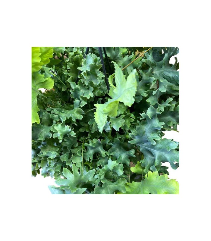 Phelobodium aureum Davana