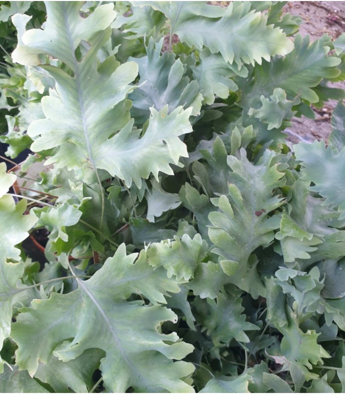 Phelobodium aureum felce per paludari