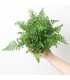Asplenium parvati