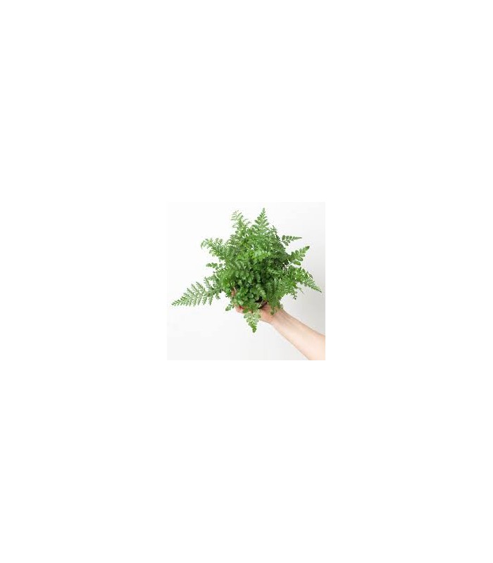 Asplenium parvati