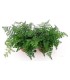 Asplenium parvati