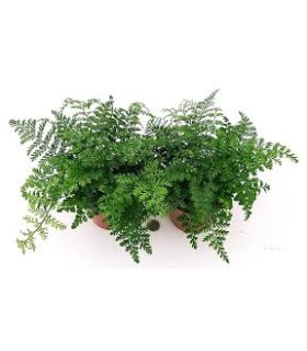 Asplenium parvati