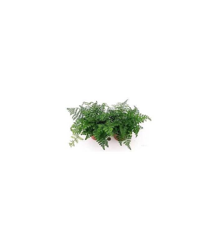 Asplenium parvati