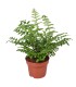 Asplenium parvati felce per terrari