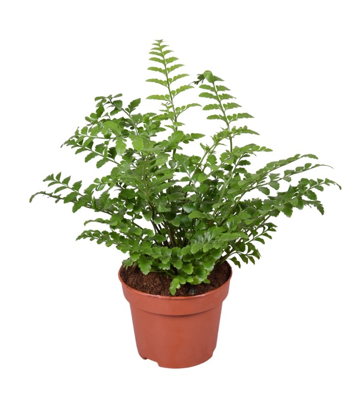 Asplenium parvati felce per terrari