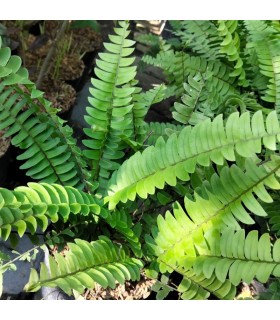 Nephrolepis exaltata "Green Fantasy" felce