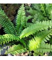 Nephrolepis exaltata "Green Lady" - felce di Boston -