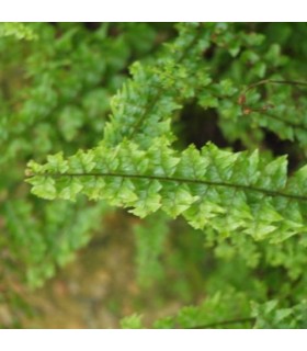 Nephrolepis exaltata "Green Fantasy" felce per terrario