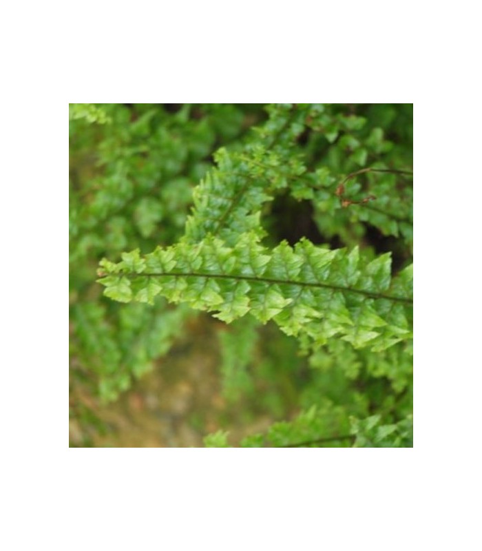 Nephrolepis exaltata "Green Fantasy" felce per terrario
